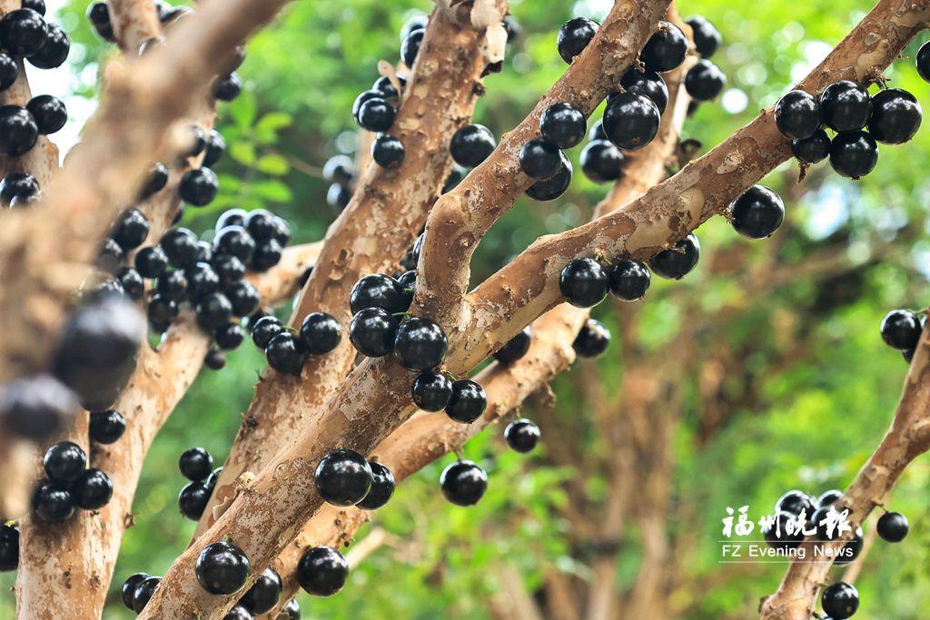 连江产嘉宝果上市 日产出200公斤至300公斤